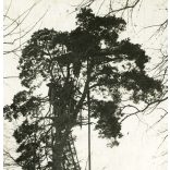 Magyar katonák egy figyelőállásban, Volhynia (Volhinia), Lengyelország, Ukrajna, egyenruha, 1. világháború, katona,  1910-es évek, monarchia,. Eredeti fotó, hátulján feliratozott, papírkép.  